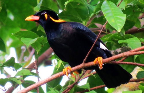 recent-project-img-1